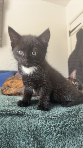 Adorable Male Kitten Ready for His Forever Home