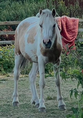 Very pretty coloured filly