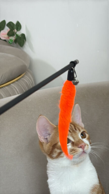 Simba - Super Playful & Loving Cat ️