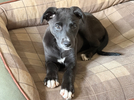 12 week old female whippet x Greyhound