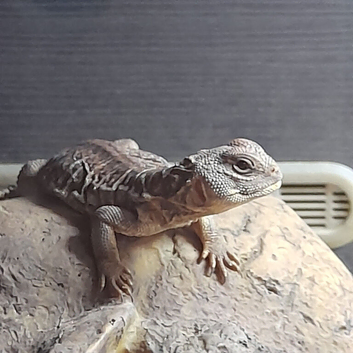 Young cb Uromastyx.