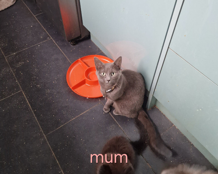 Russian Blue x Main Coon cross