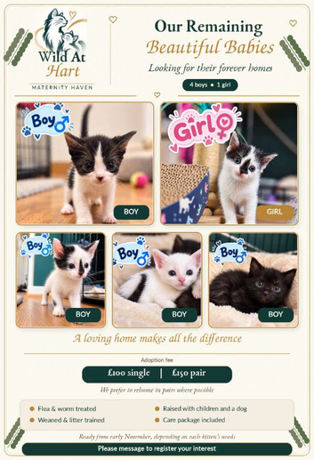 Beautiful Kittens Looking for Their Forever Homes