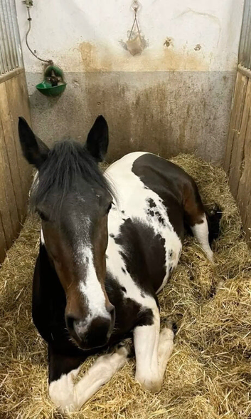 Wanted: Affordable Horse - Hertfordshire / Essex Area