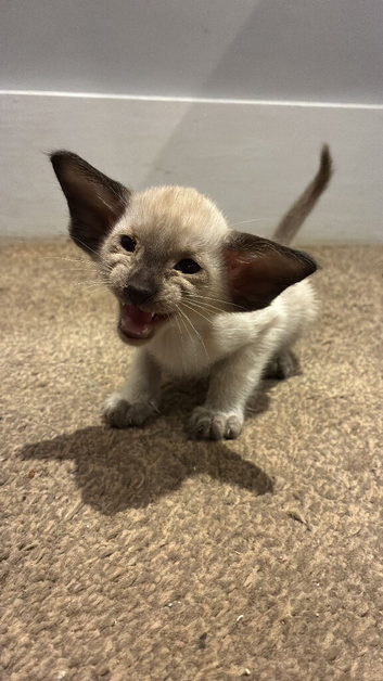 Stunning Siamese and oriental kittens