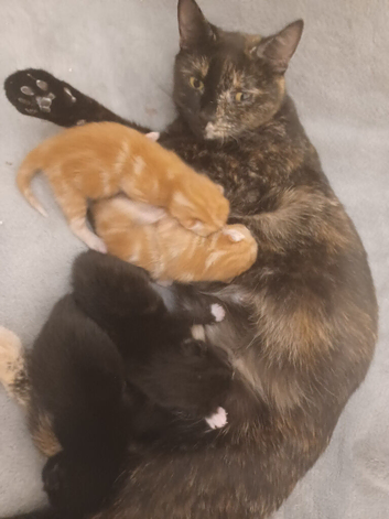 Kittens x 4