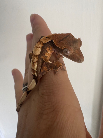 Crested geckos for sale!