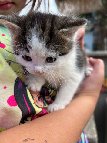 Kittens