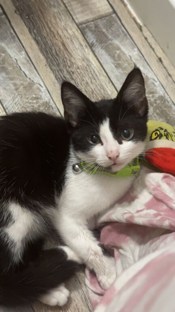 Male neutered 6 month old kitten