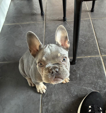 I have a 16 week KC reg blue/tan female for sale.