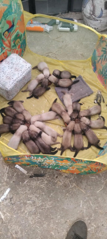 Ferret kits