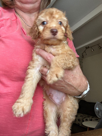 F1B Cockapoo puppies - 1 Boy Available