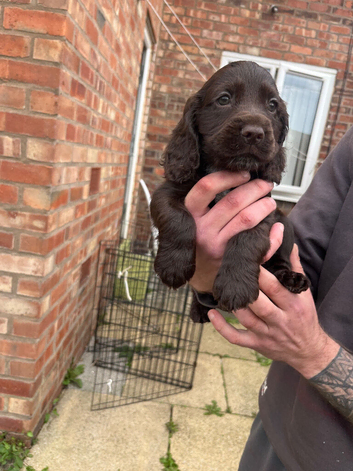 Show spaniels for sale