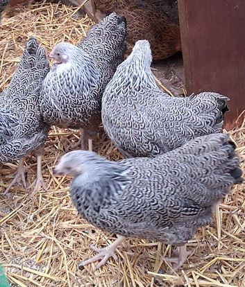 Silver penciled wyandottes pullets