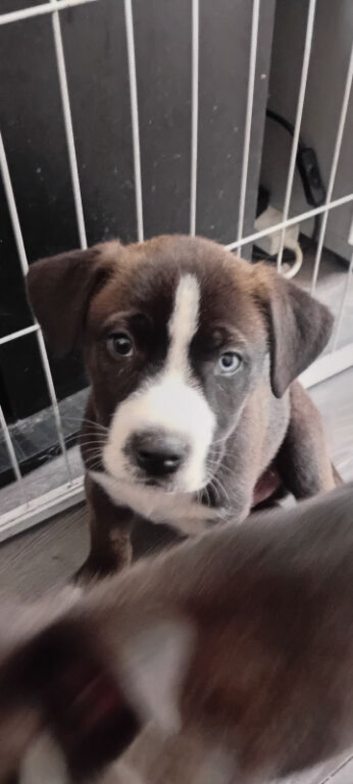 Siberian husky cross cane corso