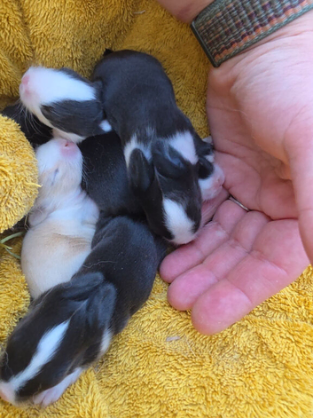 Baby bunnies - ready in 7 weeks