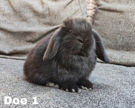 Beautiful mini lops to reserve