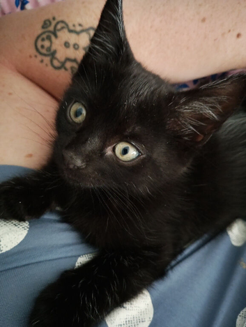 4 mixed breed kittens