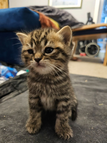 Tabby British shorthair