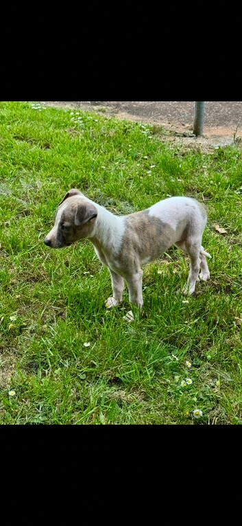 Laguna whippet lovely little girl puppy is going cause of a break up