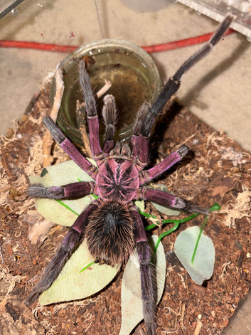 Xenesthis sp. Megascopula Mature male