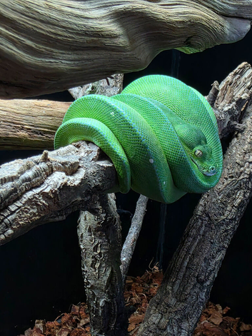 manokwari green tree python and full setup
