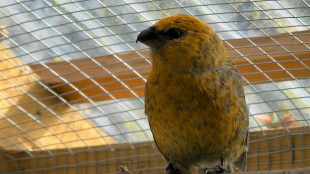 Male Pine Grosbeak