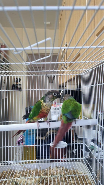 This years baby conures