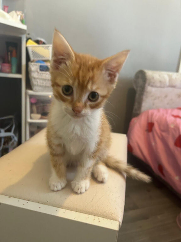 kittens for sale