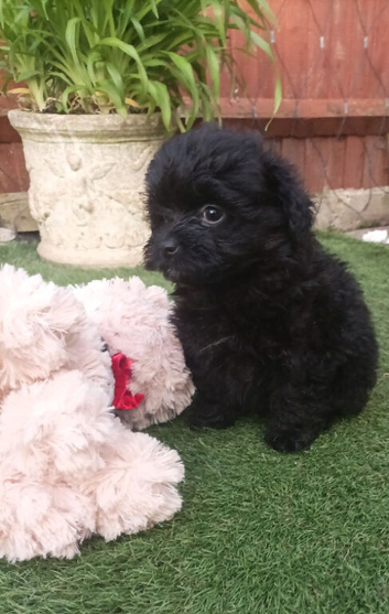 Beautiful pomapoo puppies