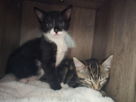2 kittens