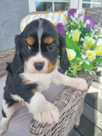 looking for their ever after home