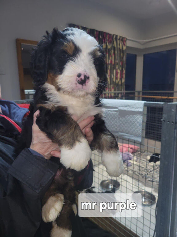 Male Bernedoodle pups