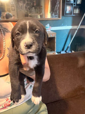Labrador x American bulldog pups