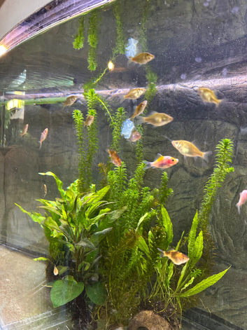 Jeuvenile goldfish - free