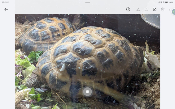 Horsefield tortoises