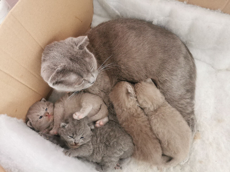 Kittens schotis fold