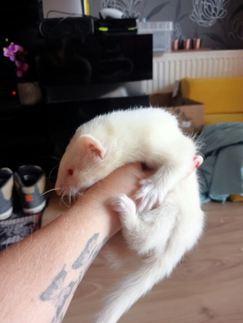 6 hob baby ferrets