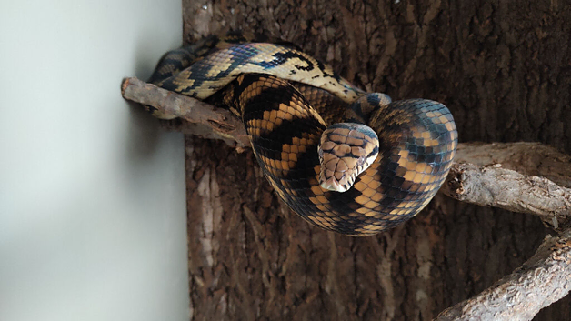 Simalia Amethistina Sorong Scrub python female
