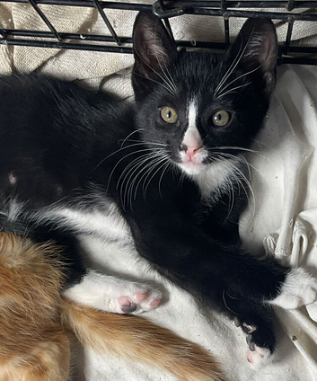 Cute kittens for sale KT4