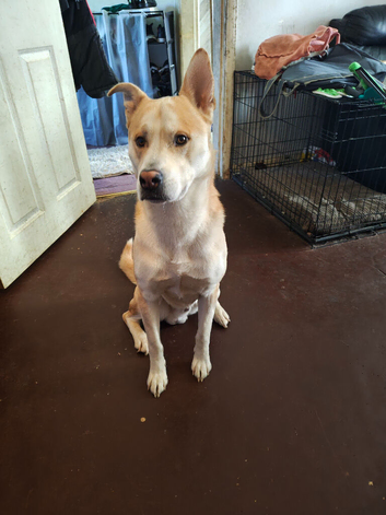 Milo husky x rhodision ridgeback