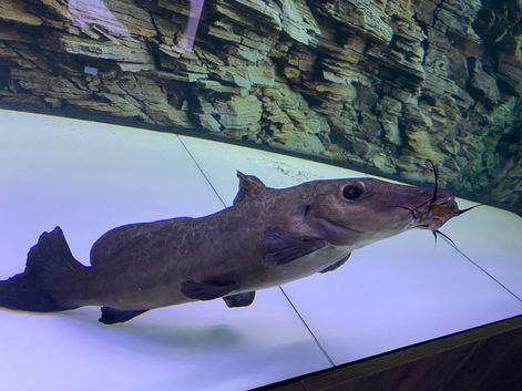 24 ich giraffe catfish