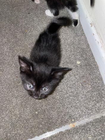 Kittens ready for new home