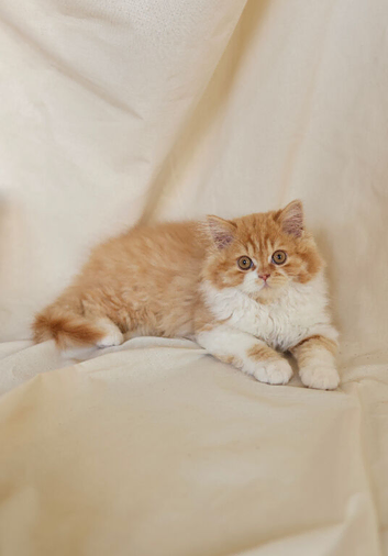 British Longhair kittens