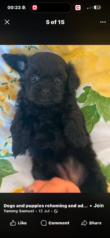 *MINITURE TOY TEACUP ASAIN YORKIEPOO BABIES*