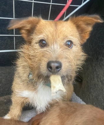 Gorgeous Willow needs a wonderful home