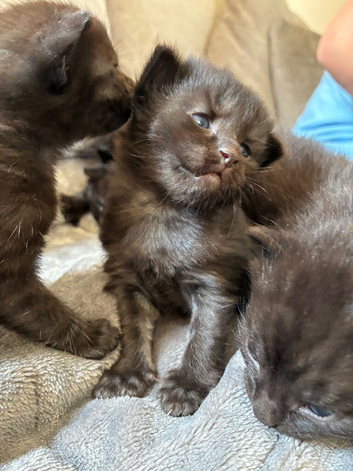 Beautiful kittens