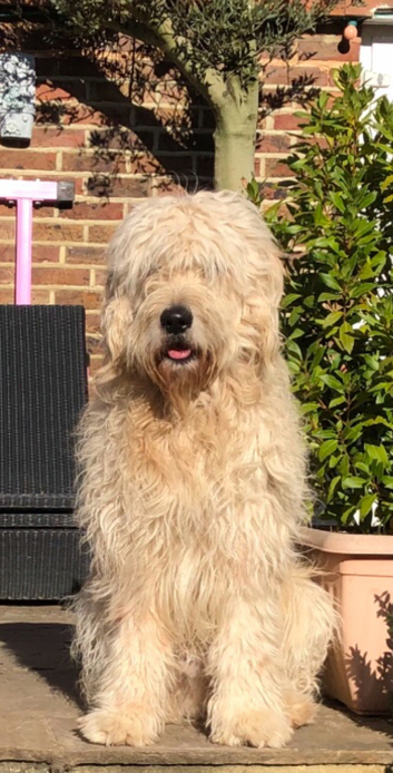 Barkley F1 Golden Doodle Super Stud