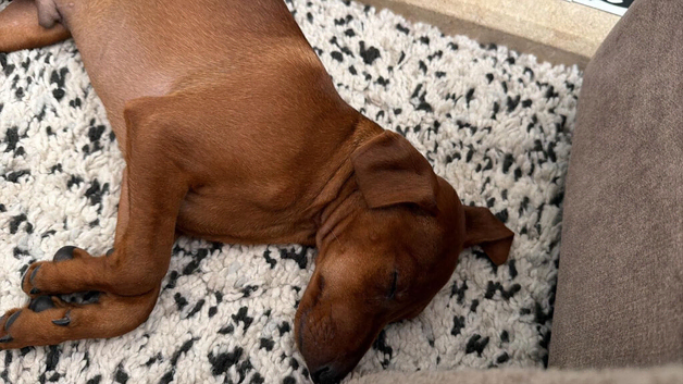 15 week min Pin