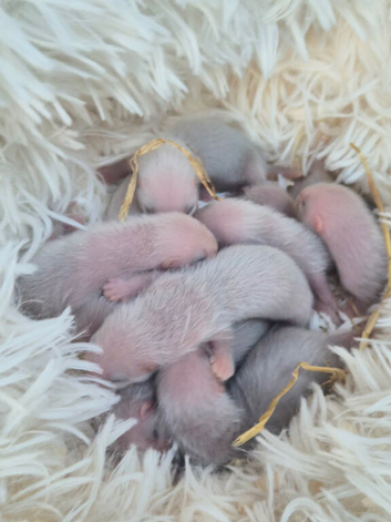 Ferret kits